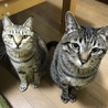 ちょこっとぷりん