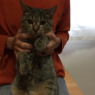 娘猫  あにーちゃん