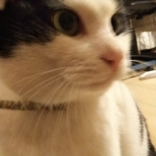 もふもふ猫ちゃん可愛がってくださる方募集