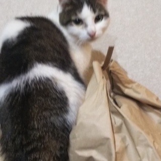 賢いレディ猫ちゃん可愛がってくださる方募集