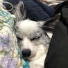 爆睡カイくん！(-_-)zzz