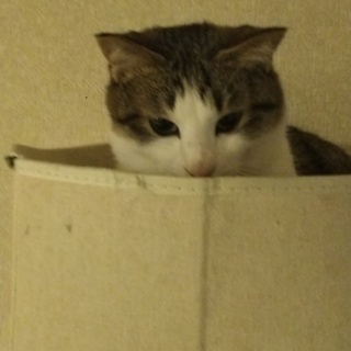 キュートなクルクルおめめ