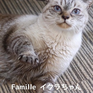 シャム風のいくらちゃん　里親様募集！ 