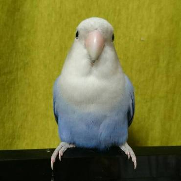 20181125おすましソラッチ