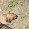 なおちょろん