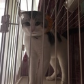 拓を飼ってくれる方。