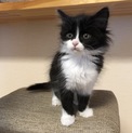 白黒の人懐っこい子猫です。