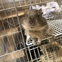 デグーを可愛がってくださる方