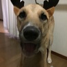 メリークリスマス〜