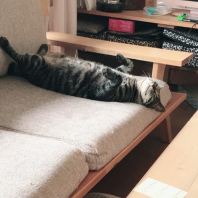 ちょこっとぷりんのカバー写真