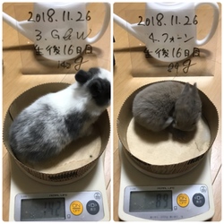 「生後16日目」サムネイル2