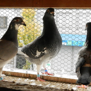 レース鳩、里親募集
