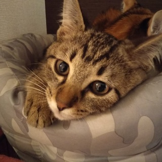 募集を一時停止します