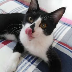 大口町元気なまちづくり事業　第１６回　猫の譲渡会