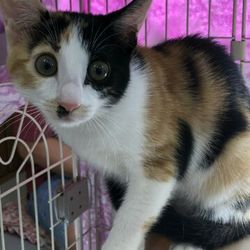 大口町元気なまちづくり事業　第１６回　猫の譲渡会 サムネイル3