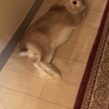 ネザーランドドワーフの可愛い男の子♂
