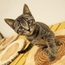 ＊子猫〜中猫譲渡会＊一時預かりボランティアさん募集説明会