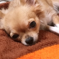 なる