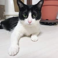 チロ