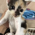 背中にハート☆かわいい三毛のジェシーちゃん