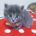 長毛白グレイのフワフワ子猫◎