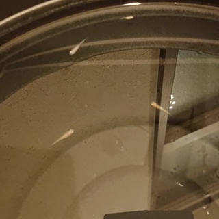 メダカ残り10匹です。