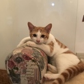 元気いっぱい！子ニャンコズキター！ 