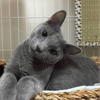 ロシアンブルー 男の子