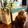 大人になっても子猫のように高い声