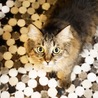 写真展にも出たよ