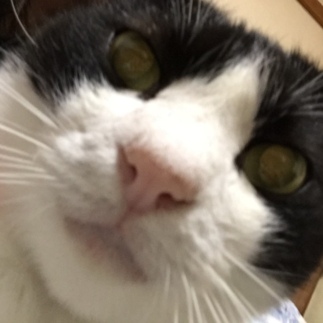 Hanuelのカバー写真