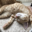 あーたん・ラッキー・ちょうちょの飼い主募集