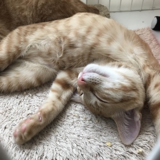 あーたん・ラッキー・ちょうちょの飼い主募集
