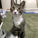 猫にも人にも懐いていきます