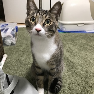 猫にも人にも懐いていきます