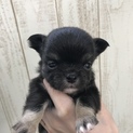 ♡チワワ 仔犬 生後１ヶ月♡