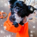 MIX犬(シーペキ)のクロミちゃん♡♡