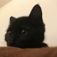 ジジ