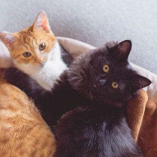 長毛黒猫と短毛茶シロの兄妹猫