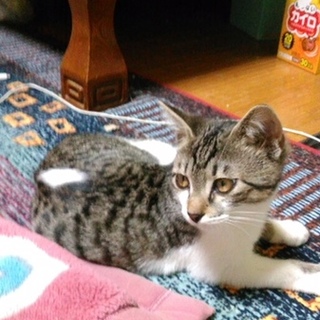 背中に一枚羽根を持つ子猫