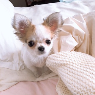 暖かい家族が決まりました！ありがとうございました。