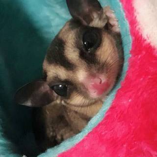 フクロモモンガの男の子です！