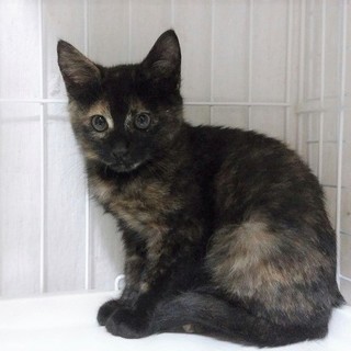 約４カ月のサビ猫女の子ぱんちゃん