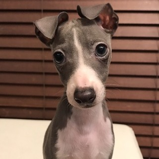 暖かい家族が決まりました！ありがとうございました。