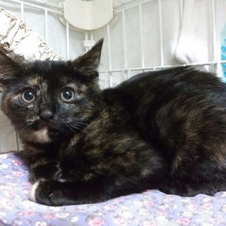 約3カ月のサビ猫女の子ぷんちゃん