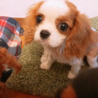 暖かい家族が決まりました！ありがとうございました。