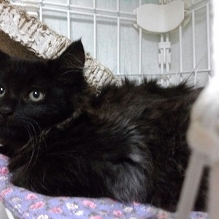 約４カ月の黒猫長毛の男の子きん君