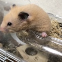 ハムスターの里親募集！ 