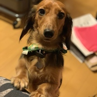 茶々丸