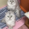 デカ黒ちゃん